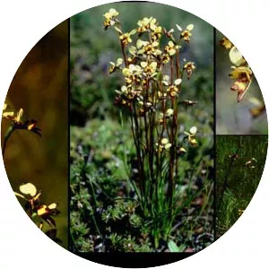 Diuris laxiflora