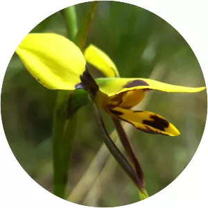 Diuris maculata