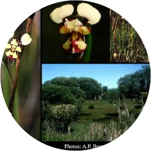 Diuris micrantha