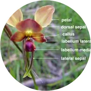 Diuris orientis