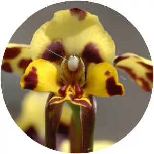 Diuris pardina