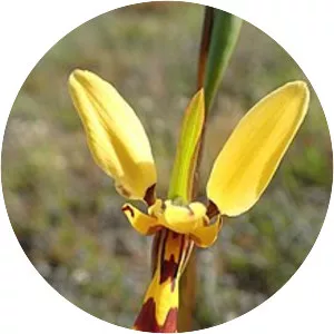 Diuris picta