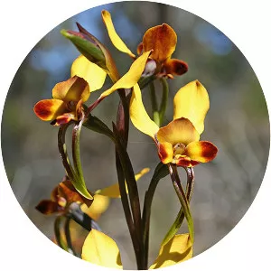 Diuris porrifolia