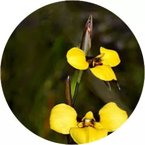 Diuris purdiei