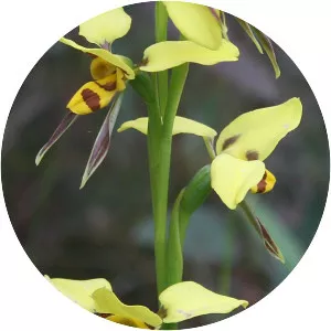 Diuris sulphurea