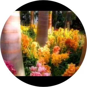 Djibooti - Recording artist