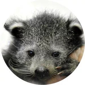 Djurparkens ungarSince 2011