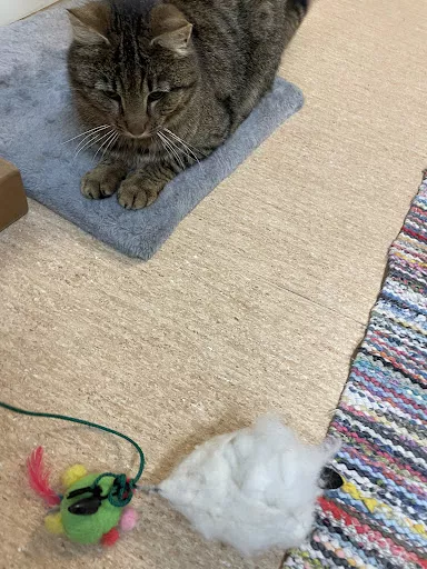 Djurskyddet Eskilstuna - Animal control service in Eskilstuna, Sweden