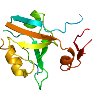 DLG4 - Protein