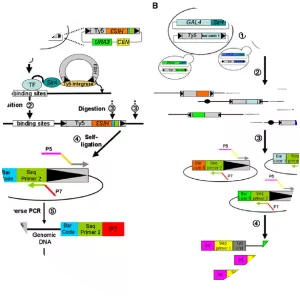 DNA-binding protein - 