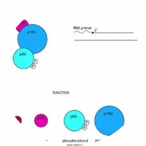 DNA polymerase alpha photograph