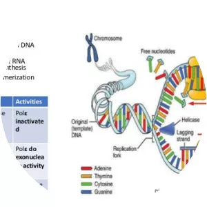 DNA polymerase delta photograph