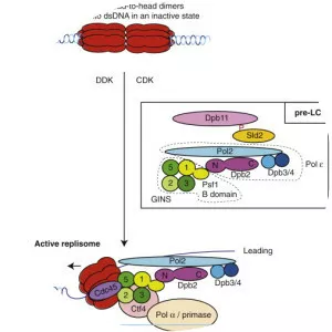 DNA polymerase epsilon - 