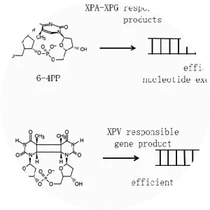 DNA polymerase eta
