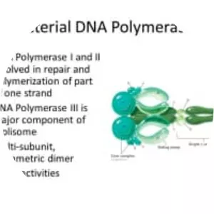 DNA polymerase II - Protein