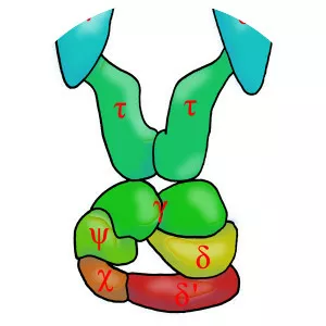 DNA polymerase III holoenzyme - 