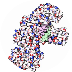 DNA polymerase - Chemical compound