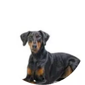 Dobermann