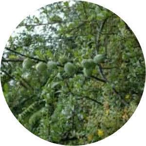 Docynia indica - Plants