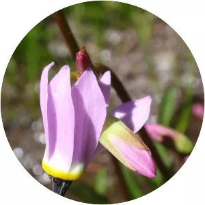 Dodecatheon alpinum - Plants