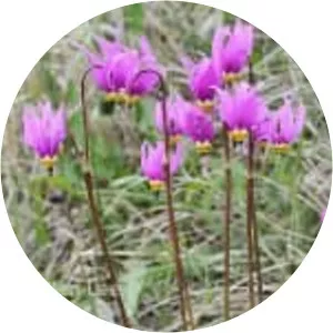 Dodecatheon conjugens