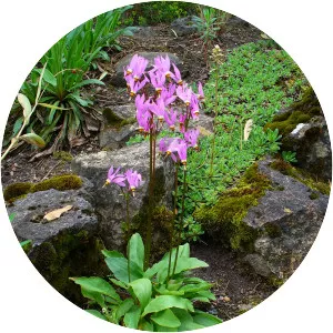 Dodecatheon meadia
