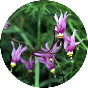 Dodecatheon - Plants