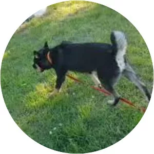 dodomusic - Brazilian football player