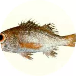 Doederleinia berycoides