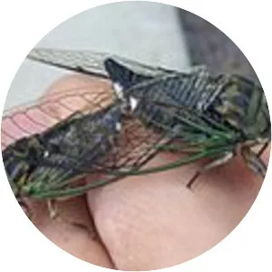 Dog-day cicada