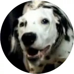 Dog On Fleas - Musical band