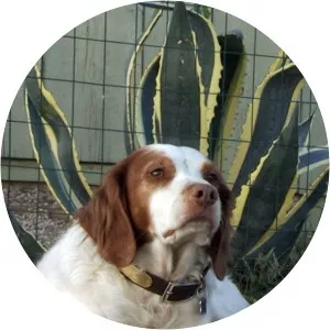 Dog's Best Friend: KitchenerSince 2012