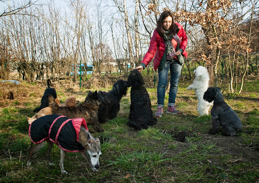 Doghouse Dog Consulting - Dog day care center in Molndal, Sweden