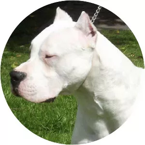 Dogo Argentino