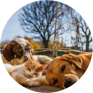 Dogs/ Cats/ Pets 101 - TV program