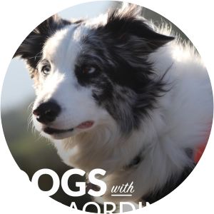 Dogs With Extraordinary Jobs - 2019 ‧ 1 season