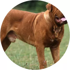 Dogue de Bordeaux