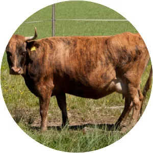 Dølafe - Cattle breed