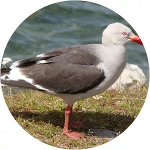 Dolphin gull