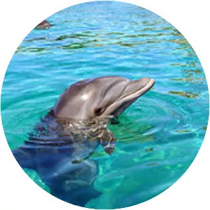 Dolphin Reef - 