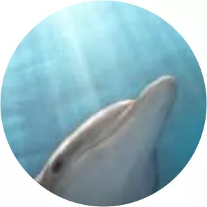 Dolphin Tale 2: Review - TV program