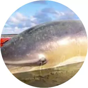 Dolphins, oceanography and marine biology center