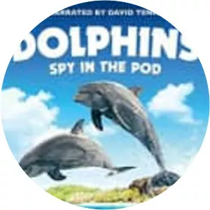 Dolphins - Spy in the Pod