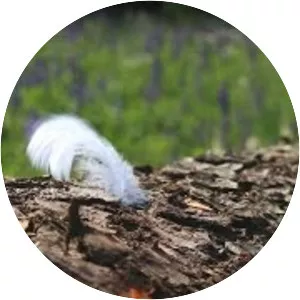 Dom o Zielonych Progach