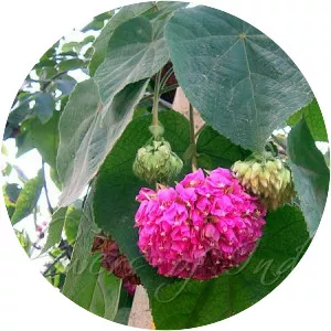 Dombeya