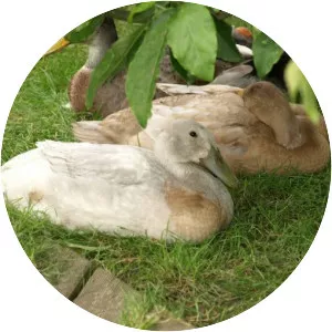 Domestic duck