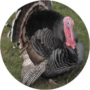 Domestic turkey