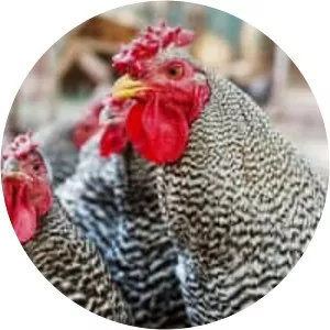 Dominique chicken - Chicken breed