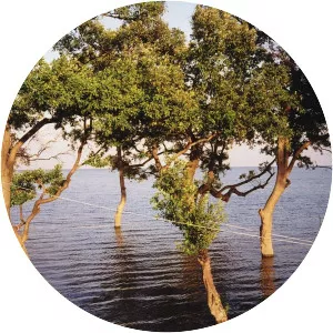 Don Hoi Lot - Sandbar