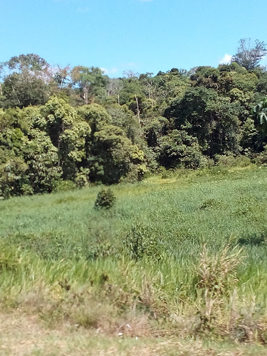 Don Pollo - Restaurant